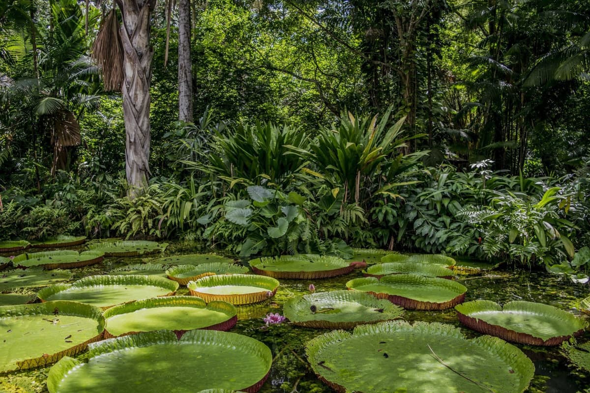 VICTORIA REGIA